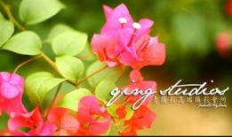 厦门野草莓爆料视频最新,探寻春日美味之旅